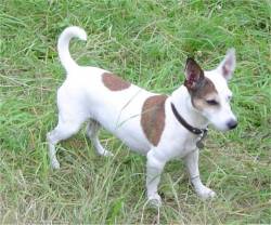 Jack Russell Terrieren Luna