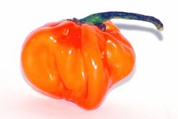 Habanero frugt